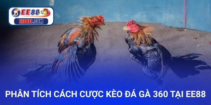 Phân tích cách cược kèo đá gà 360 tại ee88