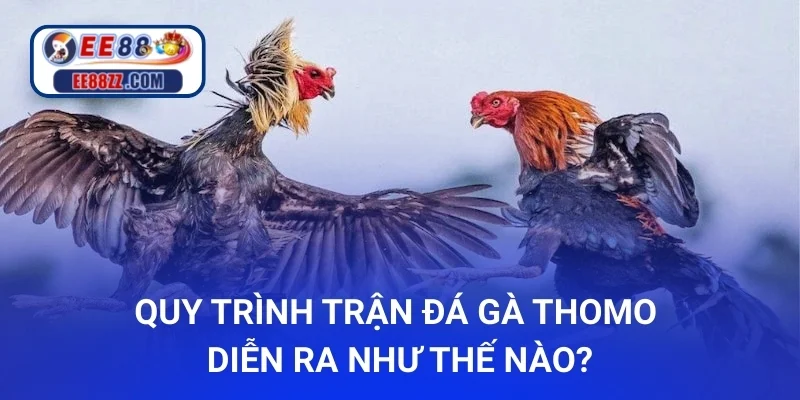 Quy trình trận đá gà Thomo diễn ra như thế nào?