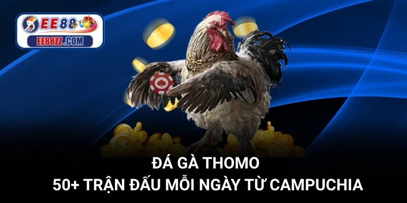 Đá Gà Thomo - 50+ Trận Đấu Mỗi Ngày Từ Campuchia